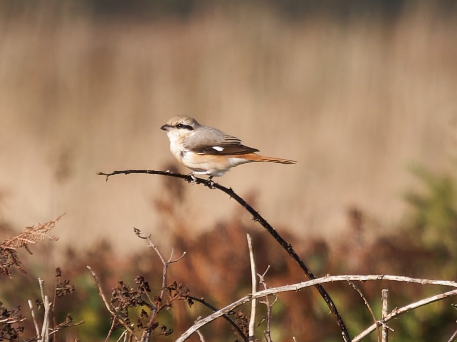 Isabelline Shrike - ML644427288