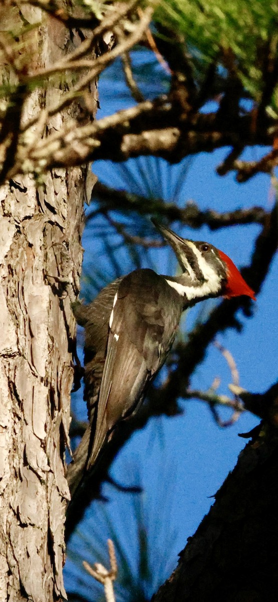 Жовна північна - ML644427292