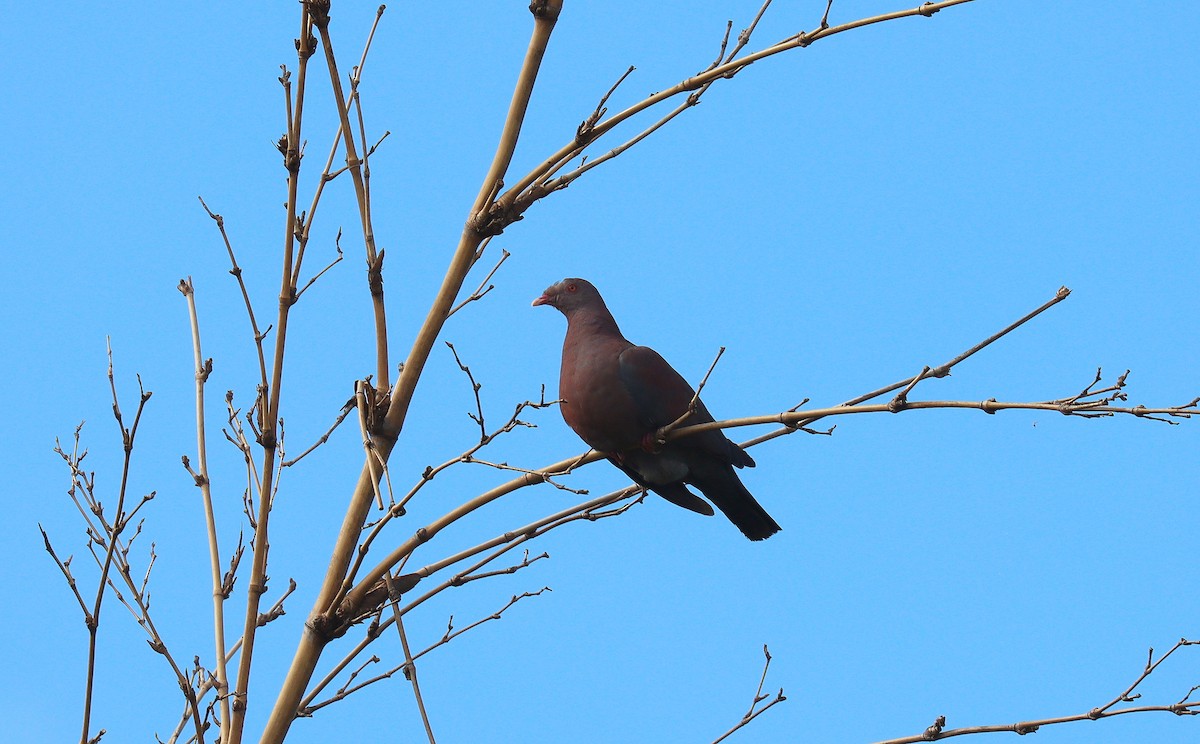 holub středoamerický - ML644427304
