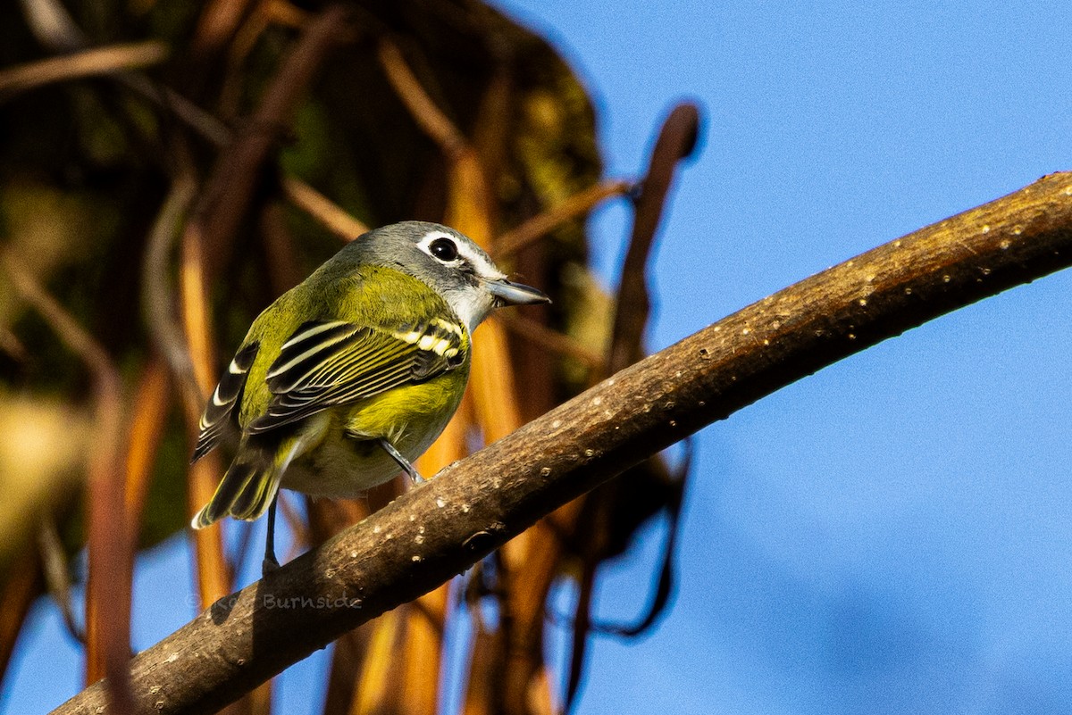 Blue-headed Vireo - ML644427320
