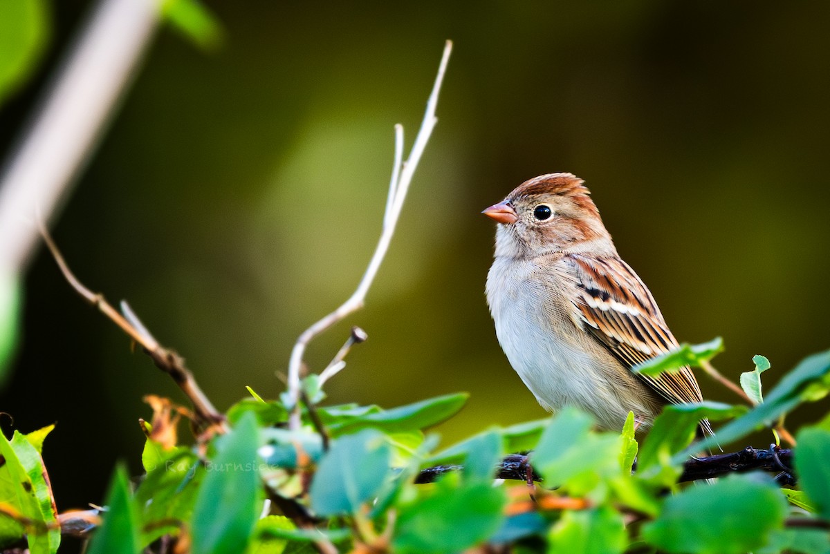 Field Sparrow - ML644427330