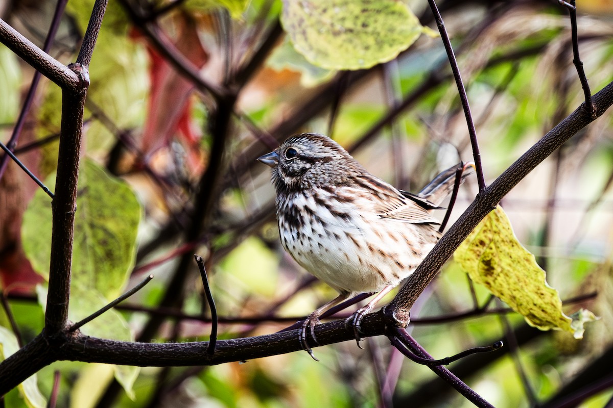 Song Sparrow - ML644427332