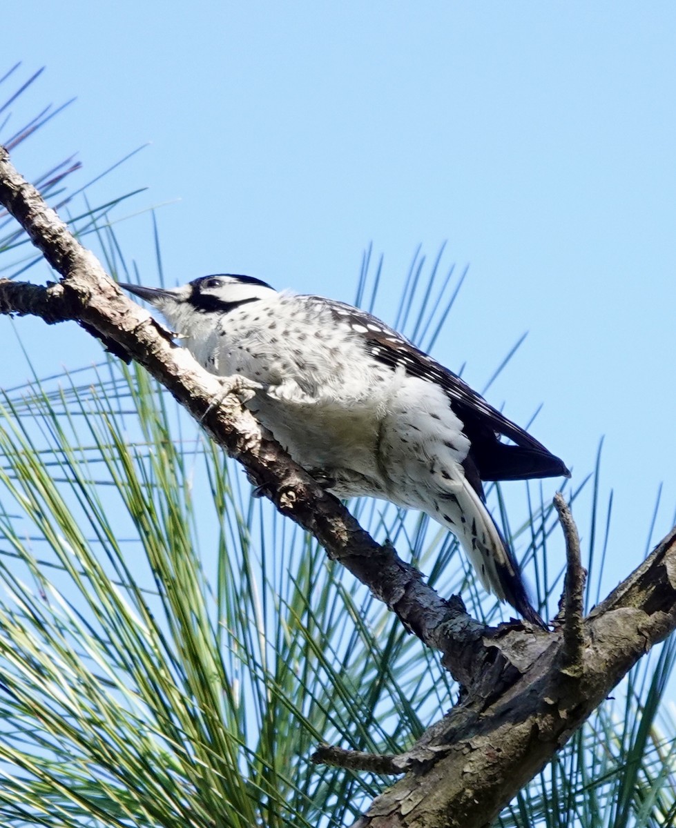 Pic à face blanche - ML644427333
