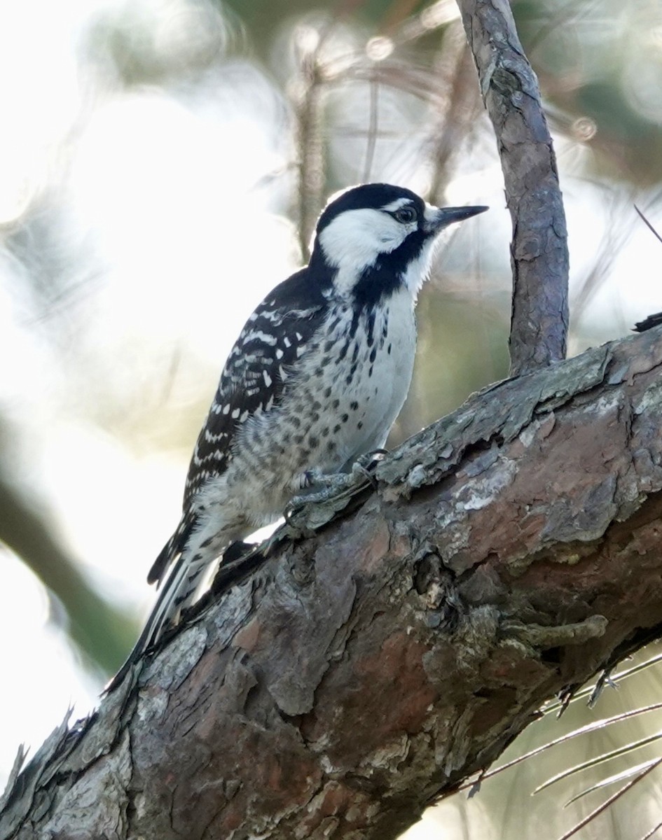 Pic à face blanche - ML644427335