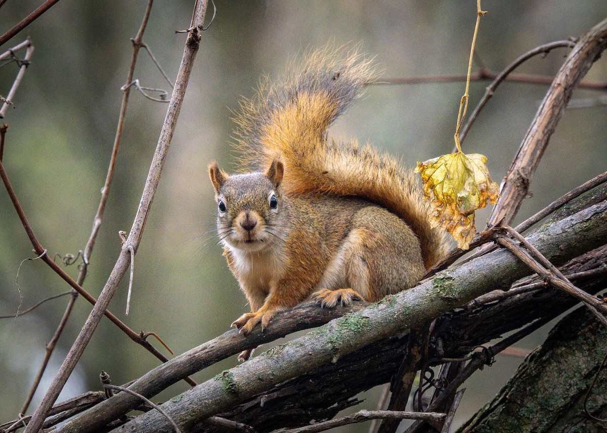 Animals - ML644427339