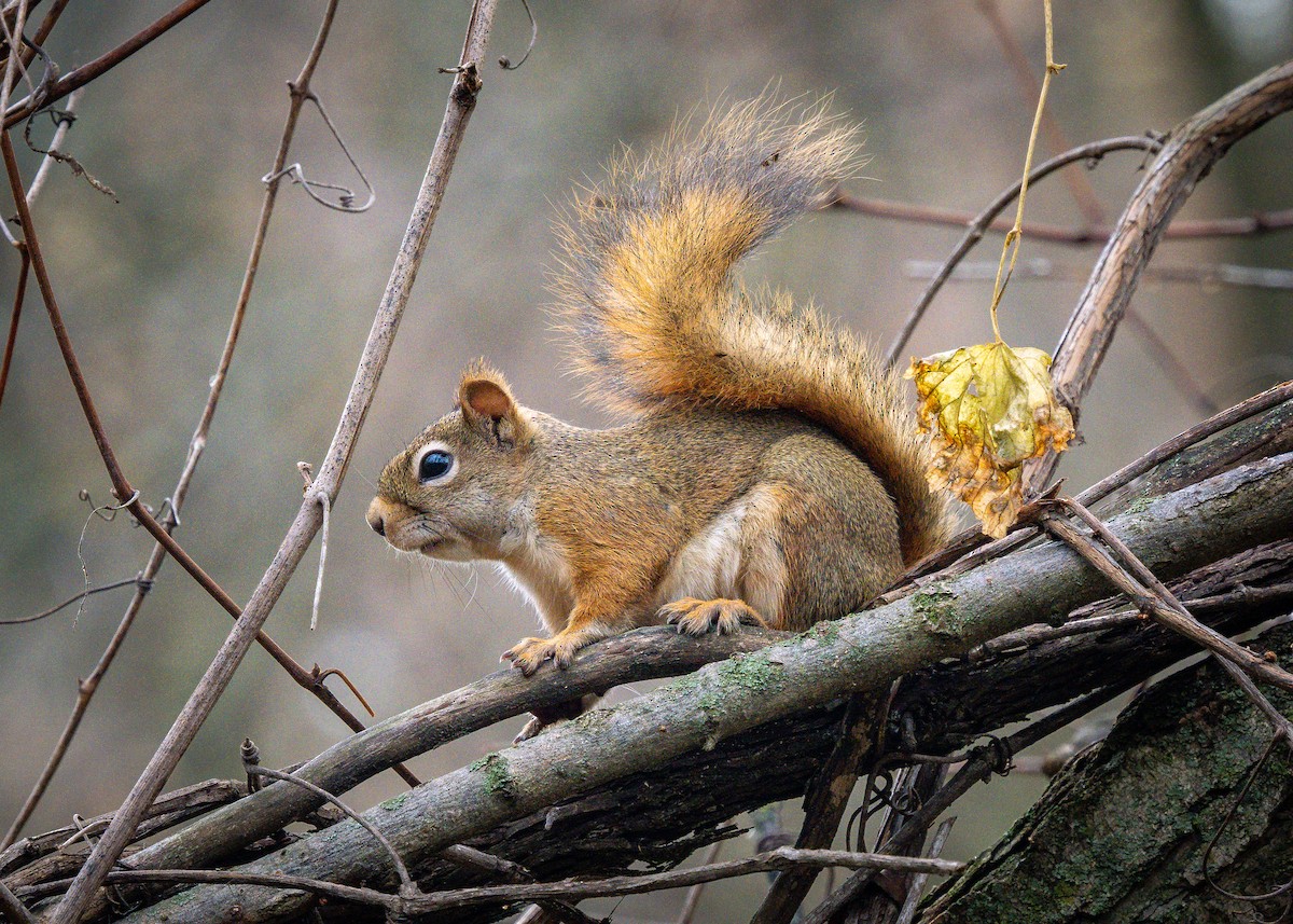 Animals - ML644427340