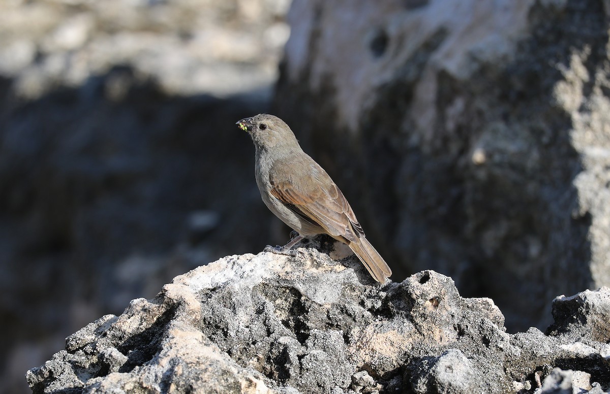 バルバドスアカウソ - ML644427347