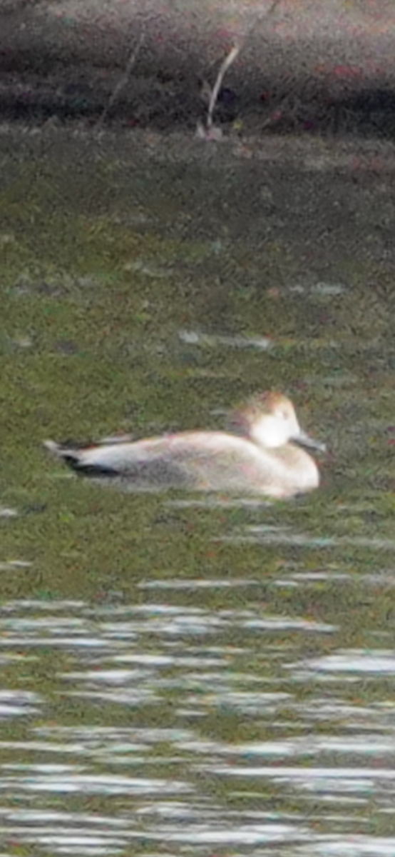 Нерозень - ML644427364