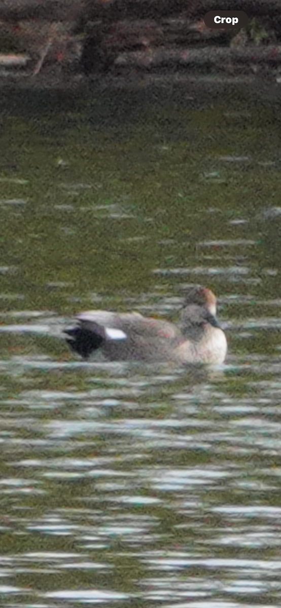 Нерозень - ML644427365