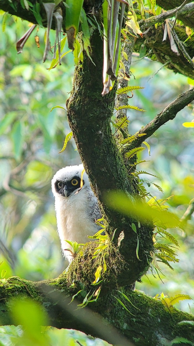 Spectacled Owl - ML644427398