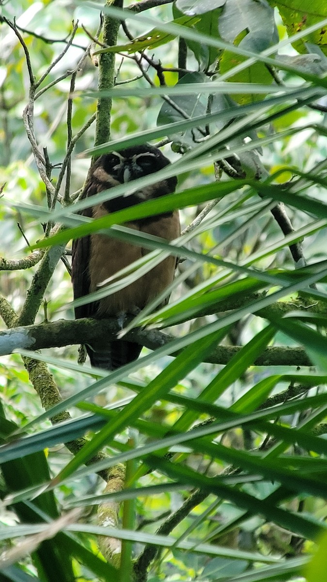 Spectacled Owl - ML644427399