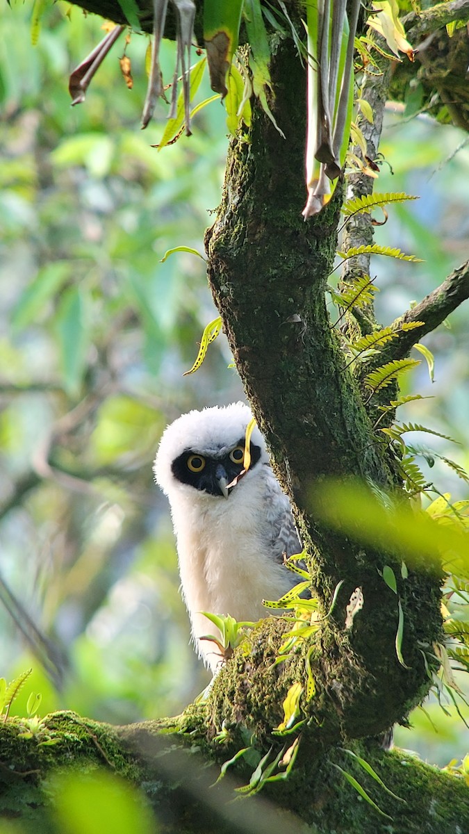 Spectacled Owl - ML644427400