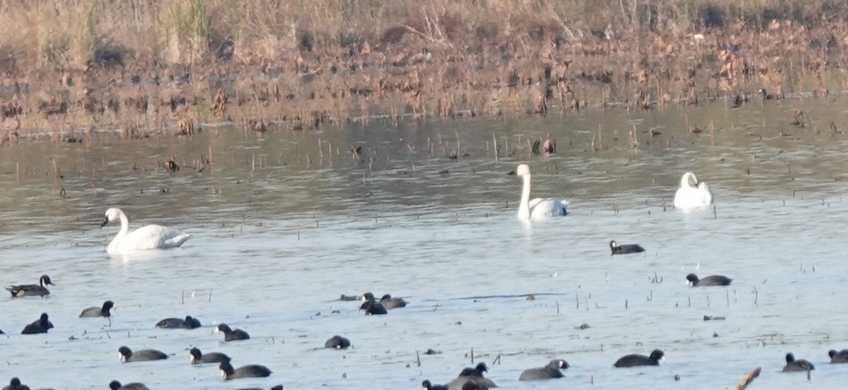 Tundra Swan - ML644427401