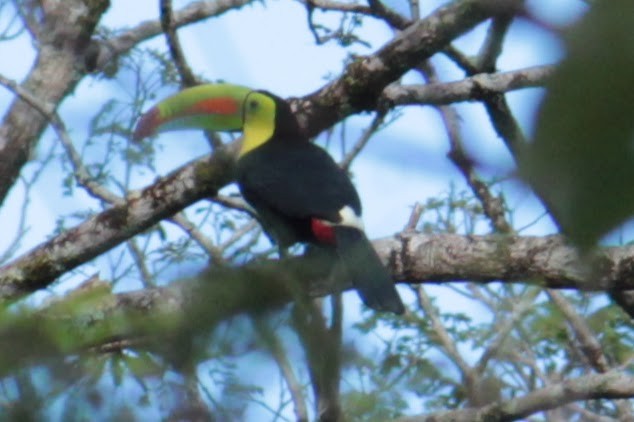 Радужный тукан - ML644427413