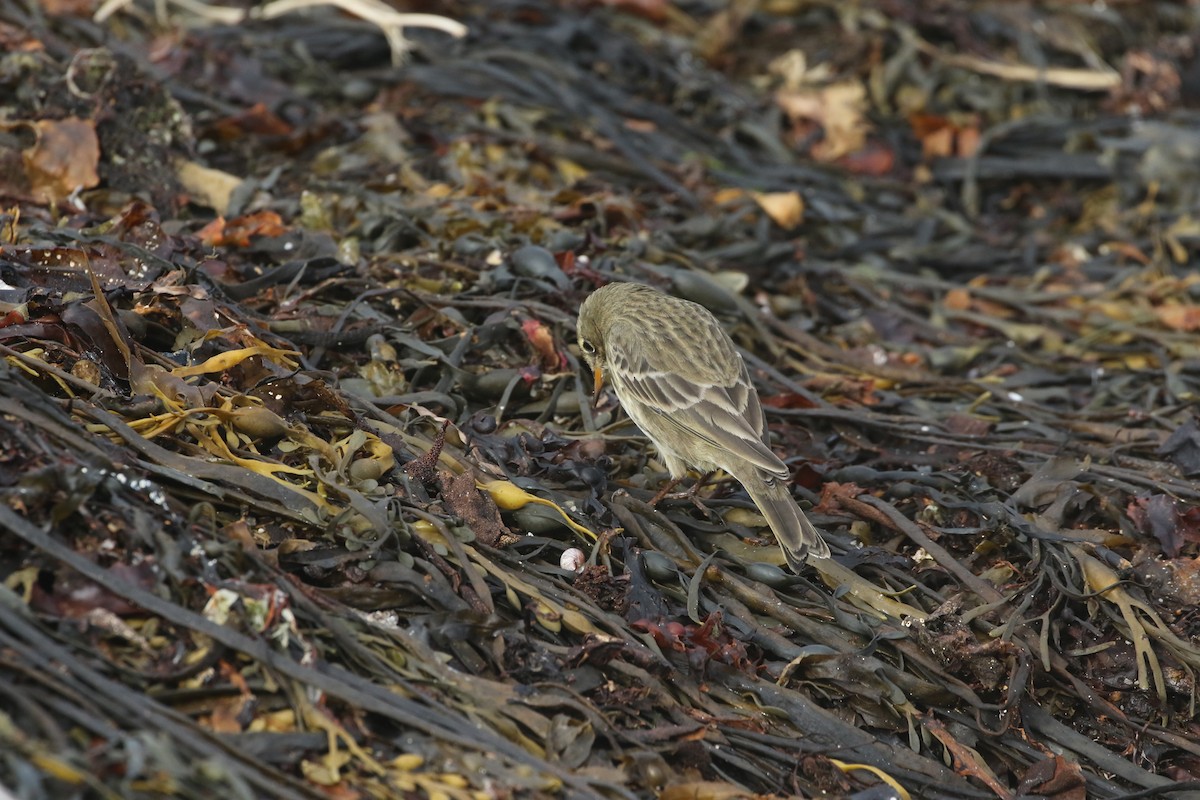 Bisbita Costero - ML644427417