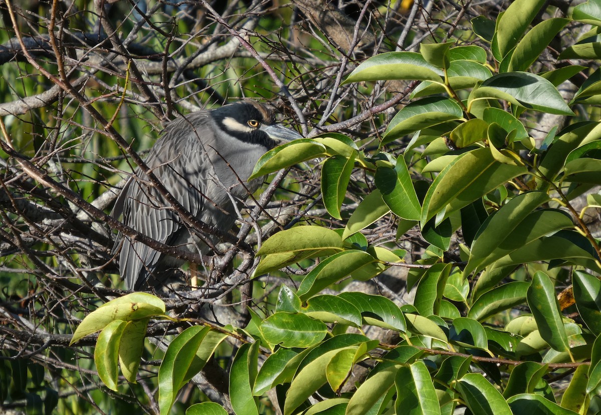 אנפת לילה צהובת-כיפה - ML644427425