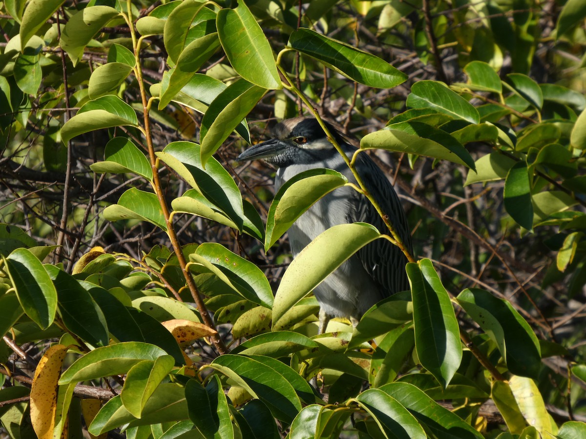 אנפת לילה צהובת-כיפה - ML644427427
