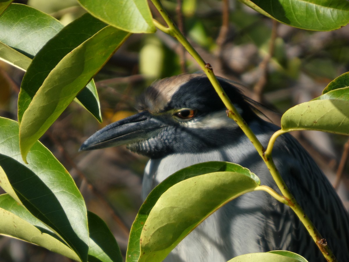 אנפת לילה צהובת-כיפה - ML644427429