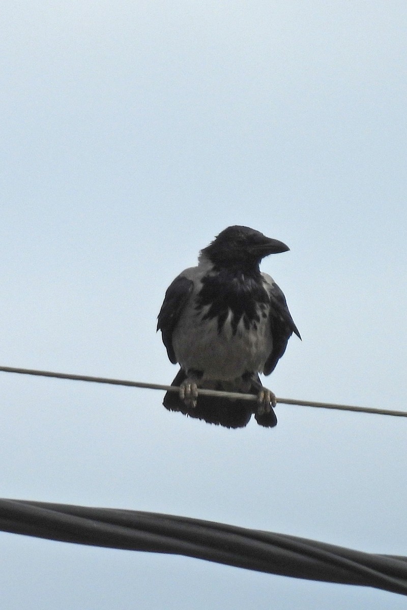 Саарал хэрээ - ML644427438