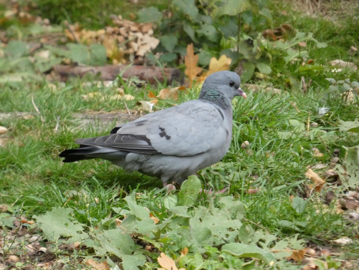 skogdue - ML644427439