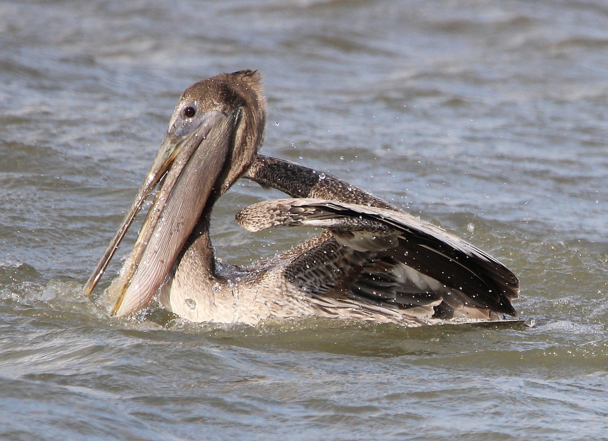Brown Pelican - ML644427441