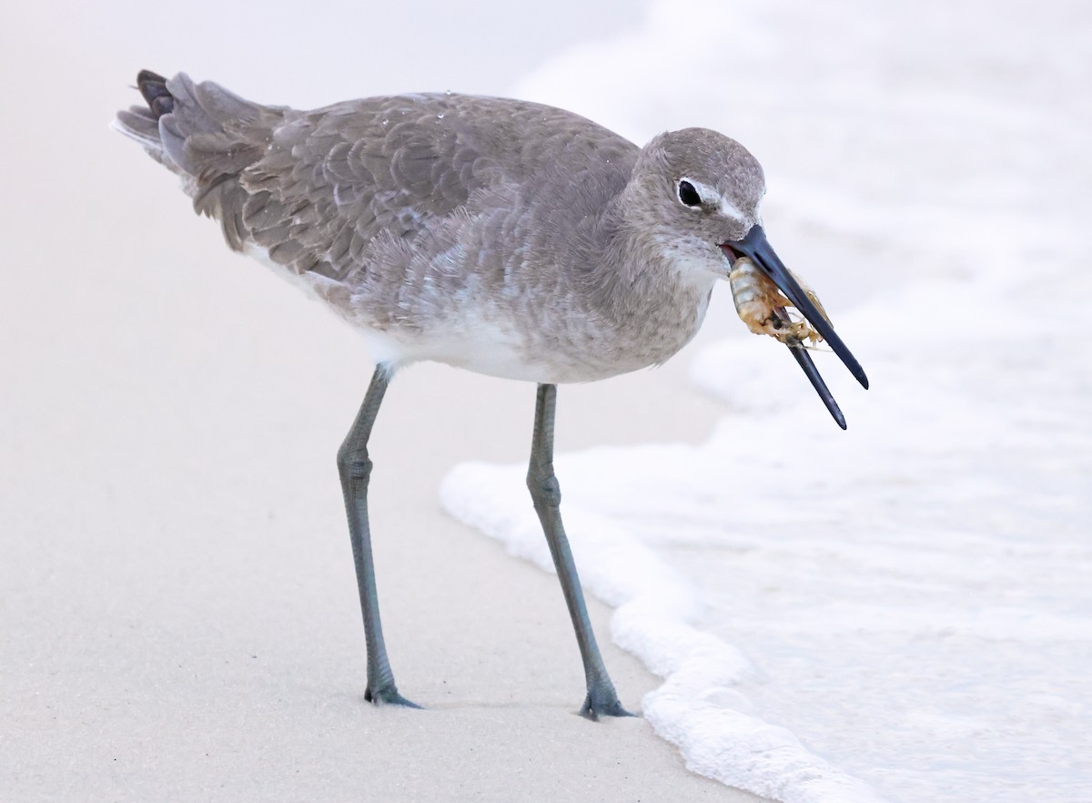 Willet - ML644427442