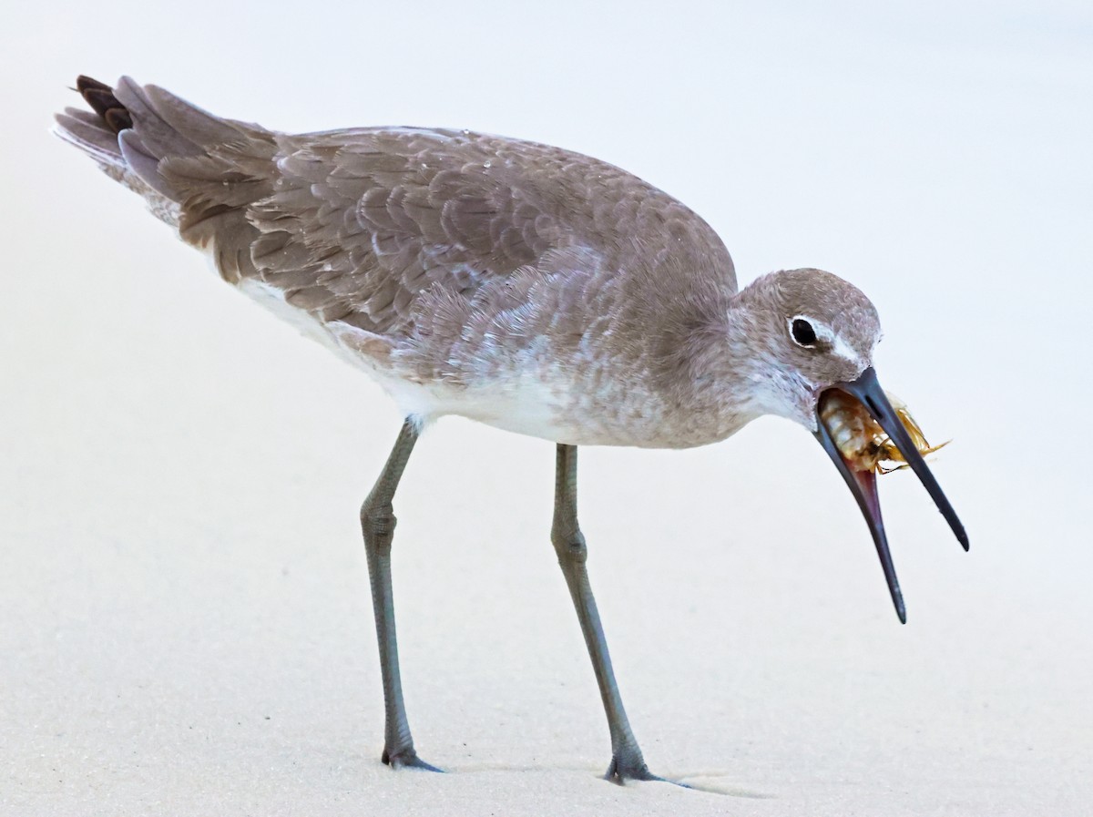 Willet - ML644427443