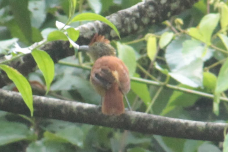 Barred Antshrike - ML644427446