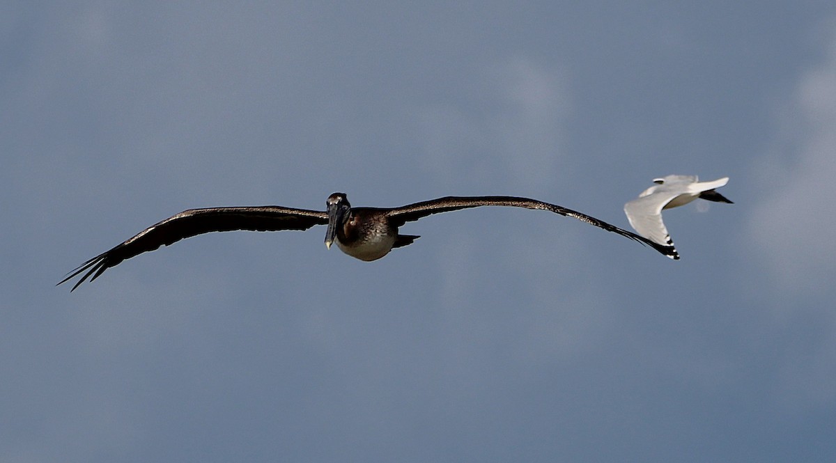 Brown Pelican - ML644427453