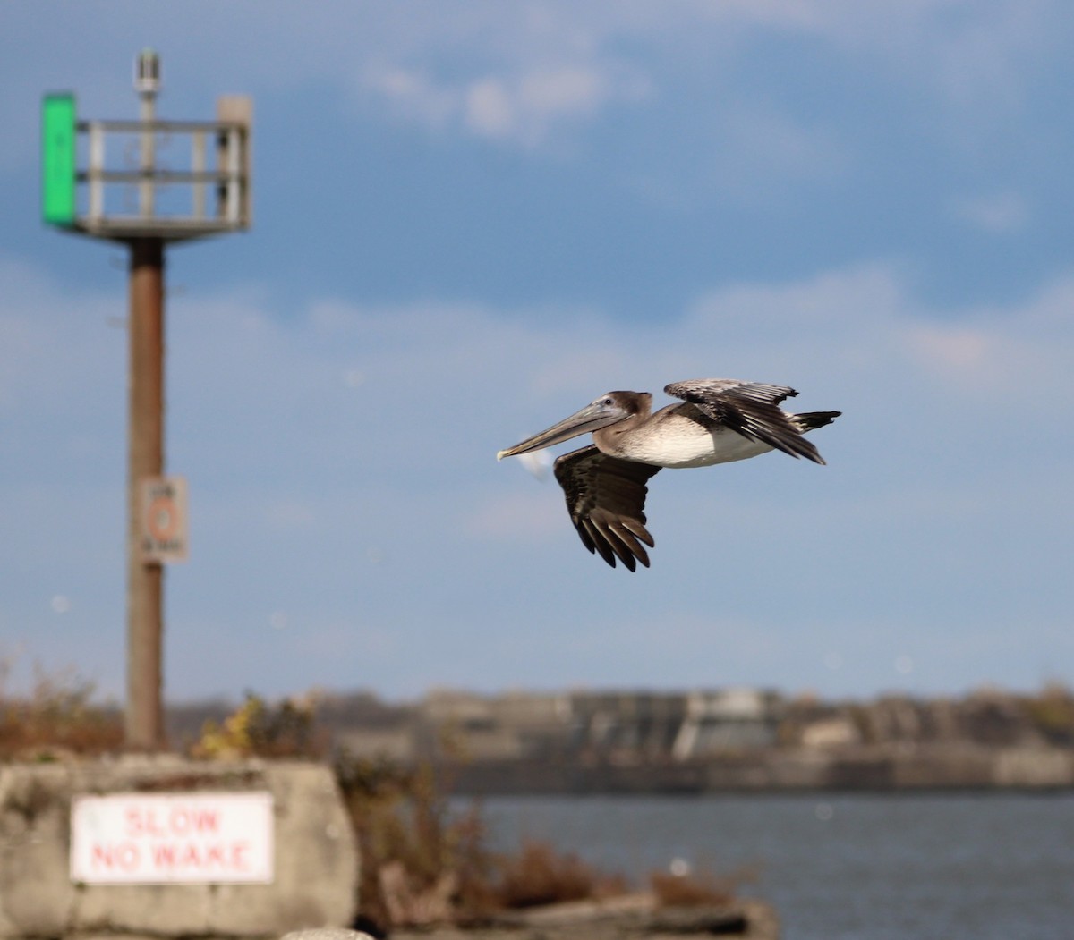 Brown Pelican - ML644427456