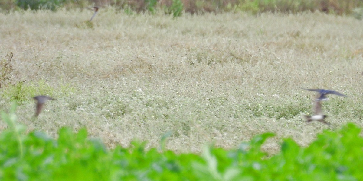 vlaštovka obecná - ML644427462