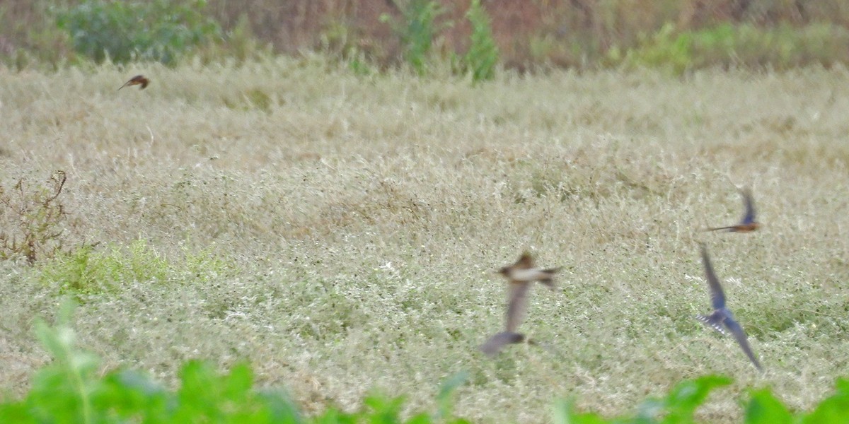 vlaštovka obecná - ML644427463