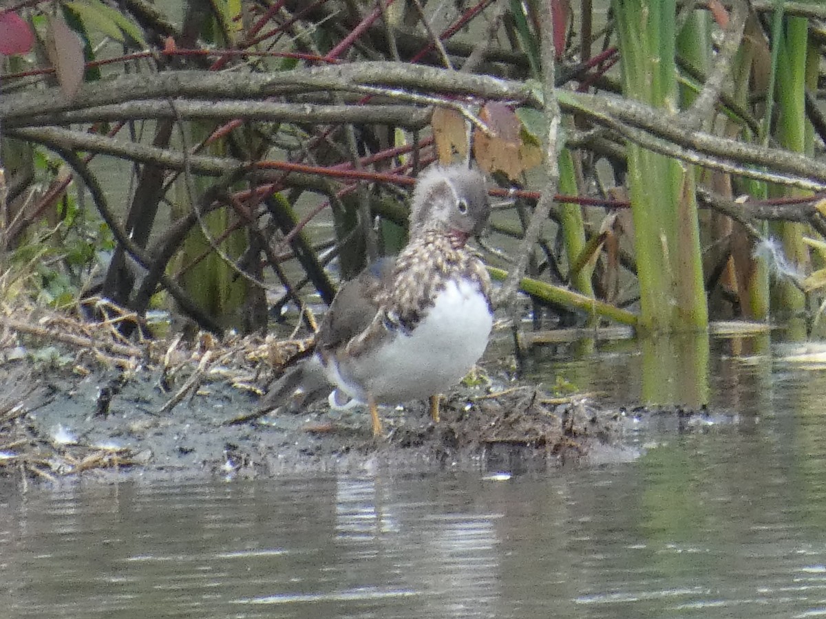 鴛鴦 - ML644427473