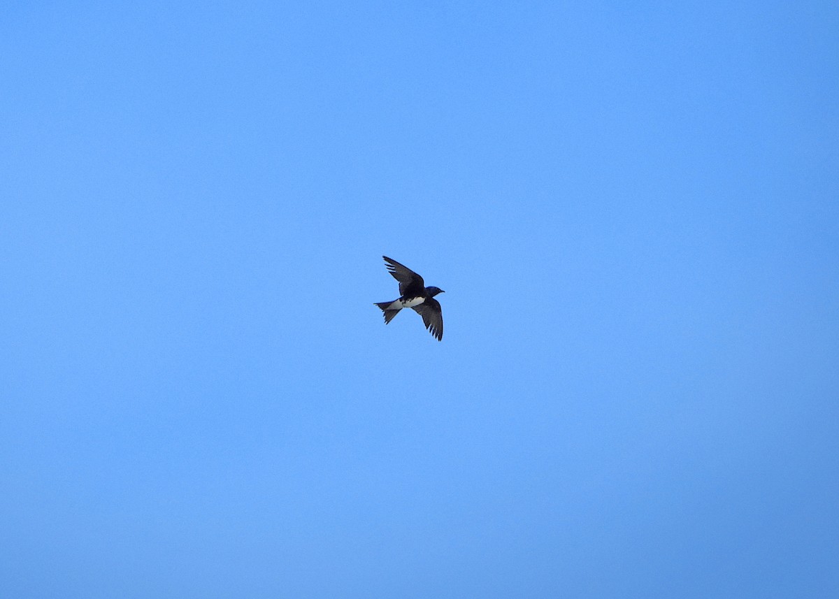 Caribbean Martin - ML644427474