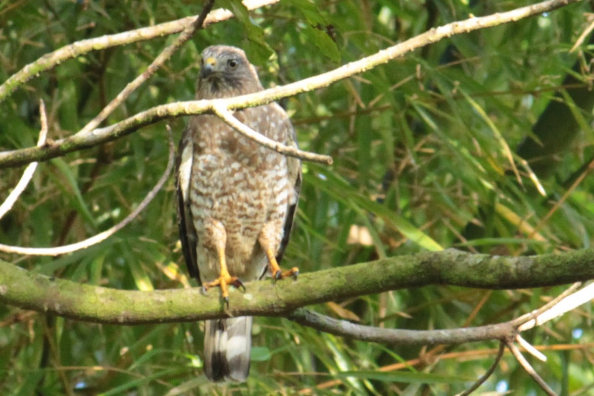 Broad-winged Hawk - ML644427477