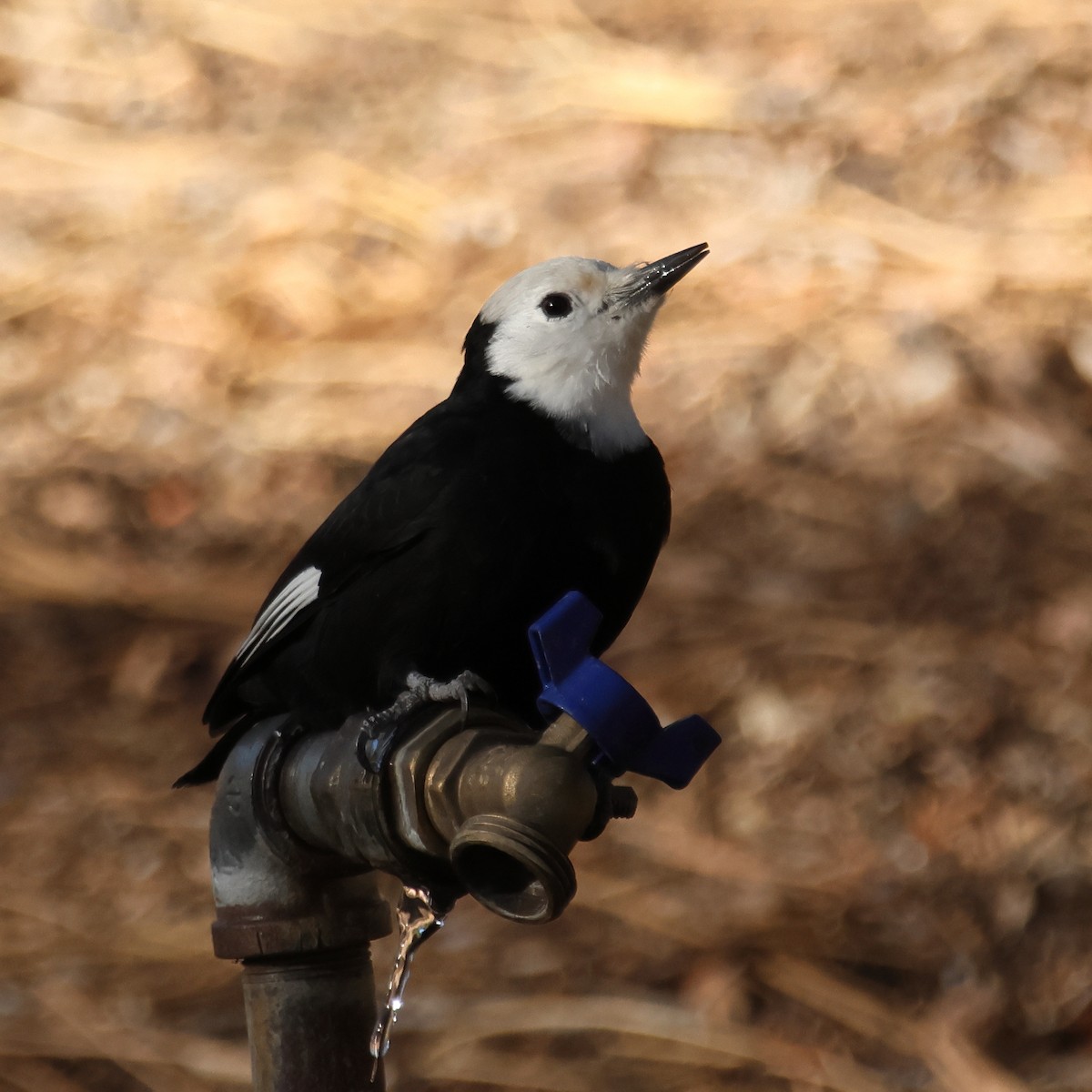 White-headed Woodpecker - ML644427489