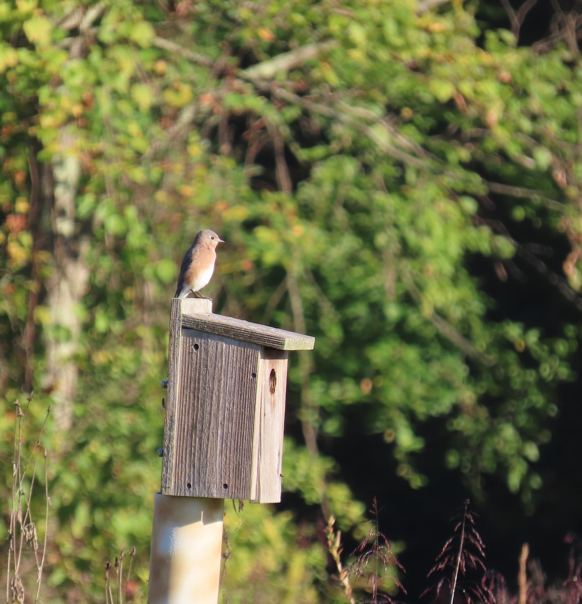Eastern Bluebird - ML644427500