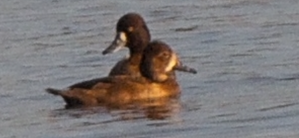 Ring-necked Duck - ML644427504