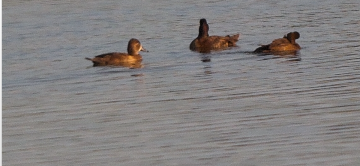 Ring-necked Duck - ML644427505