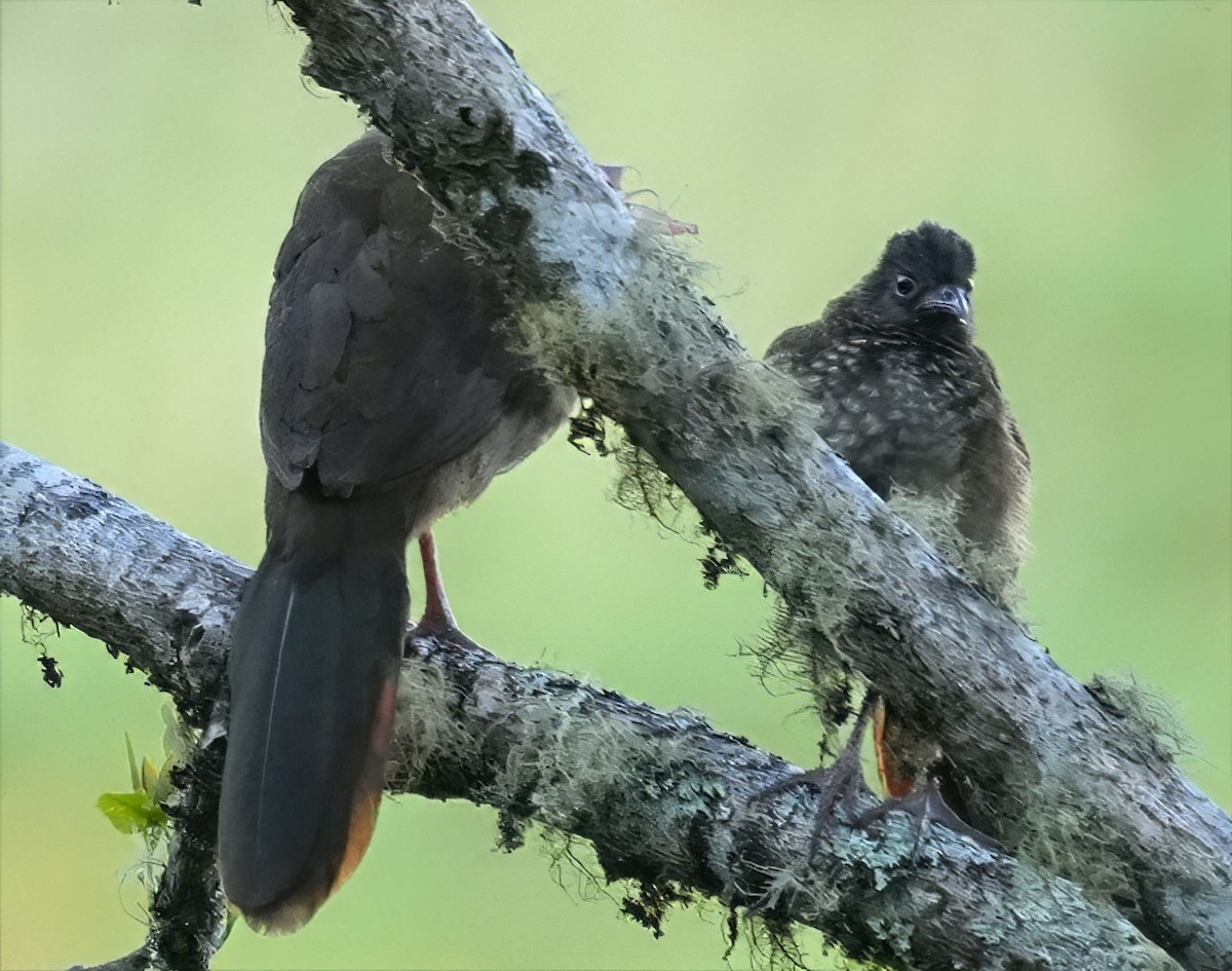 Speckled Chachalaca - ML644427513