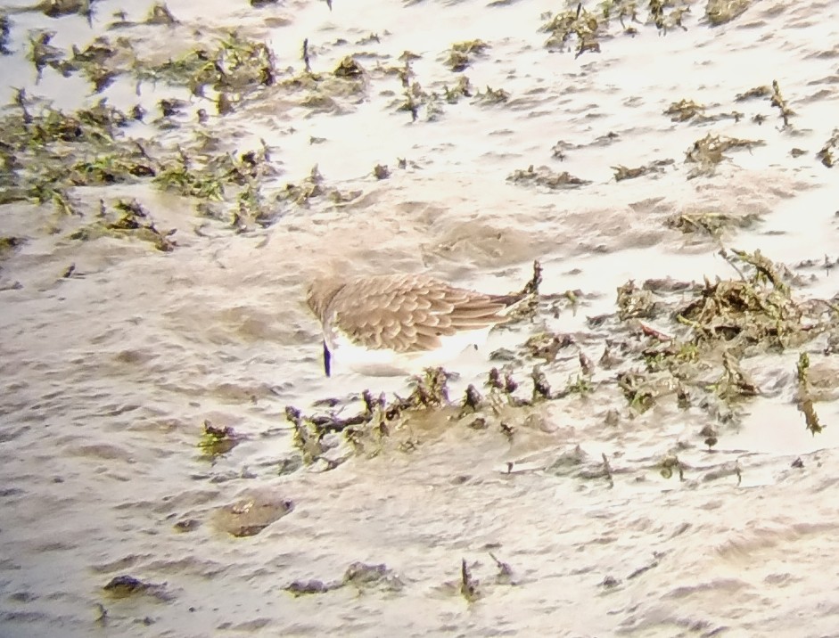 myrsnipe - ML644427546