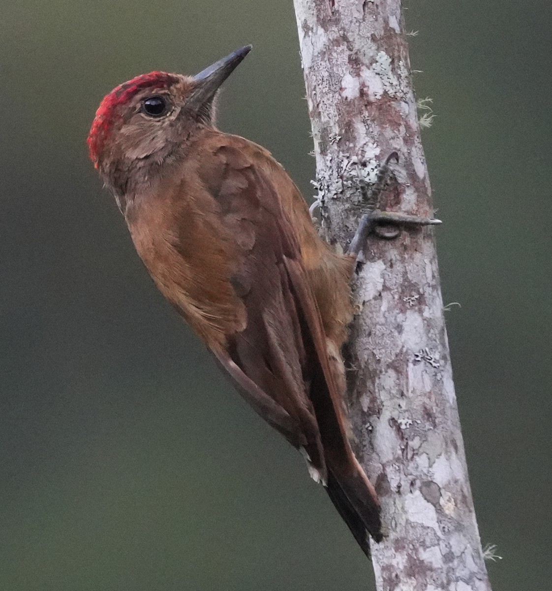 ハゲラ - ML644427550