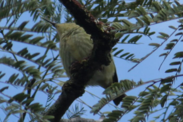 Red-legged Honeycreeper - ML644427552