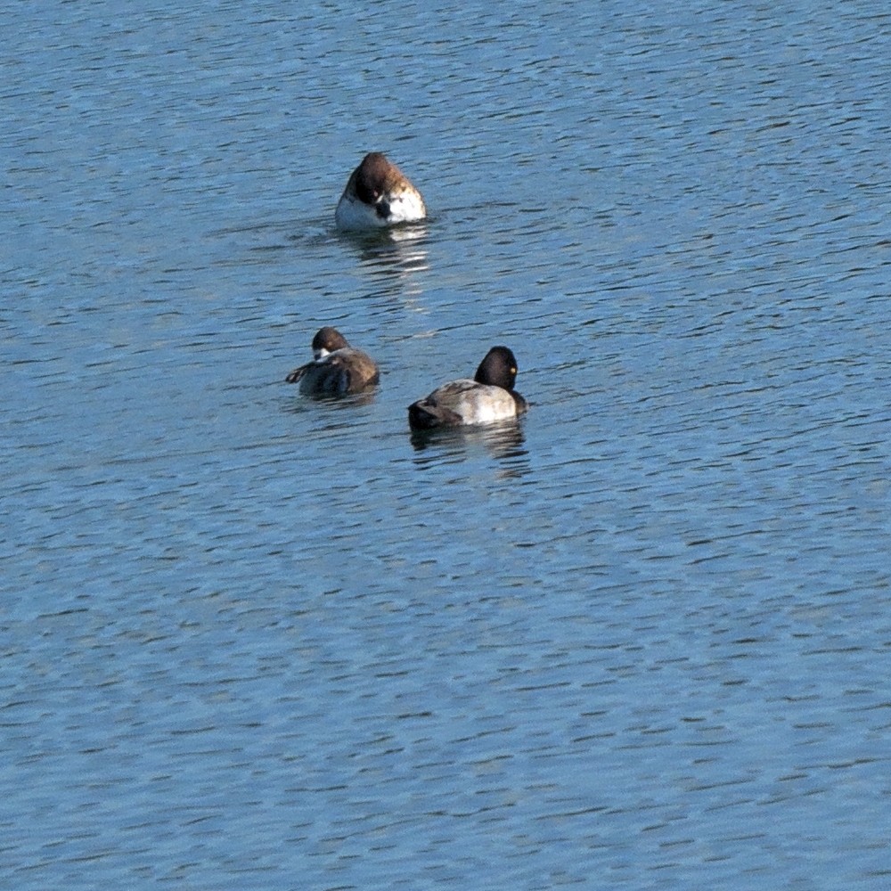 Lesser Scaup - ML644427559
