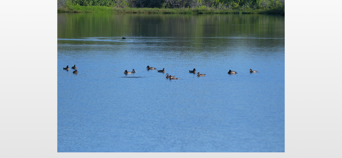Lesser Scaup - ML644427560