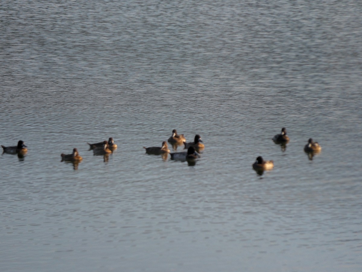 Lesser Scaup - ML644427561