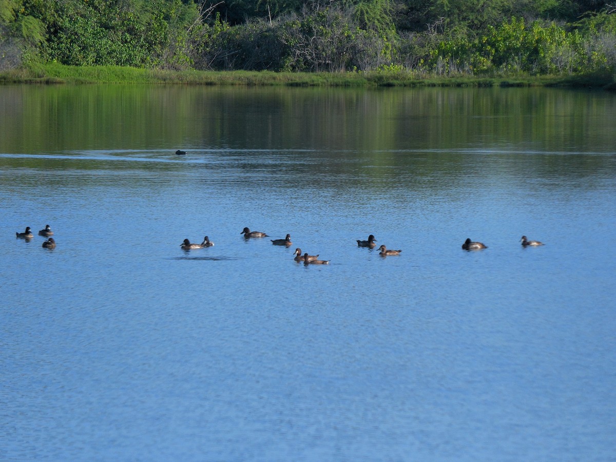 Lesser Scaup - ML644427562