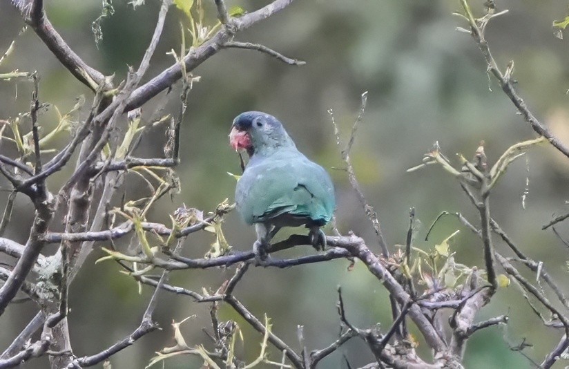 rødnebbpapegøye - ML644427563