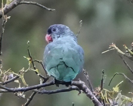 rødnebbpapegøye - ML644427564