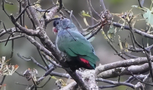 rødnebbpapegøye - ML644427565